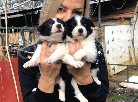 Zeki Oyuncu Efsana Border Collie Yavrularımız görsel