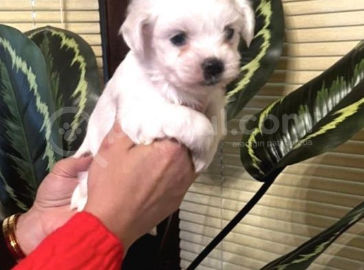 Pamuk Gibi Efsane Maltese Terrier Yavrularımız görsel