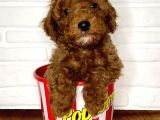 Toy Poodle Yavrular