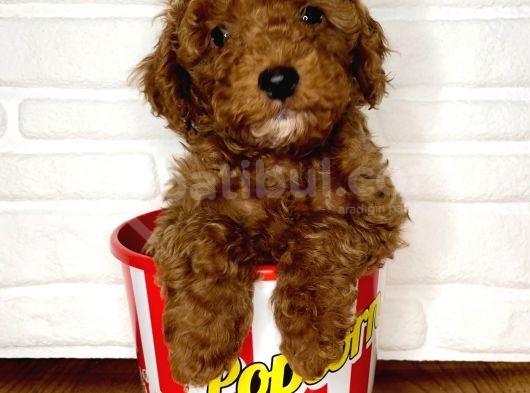 Toy Poodle Yavrular görsel