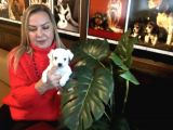 Pamuk Gibi Efsane Maltese Terrier Yavrularımız