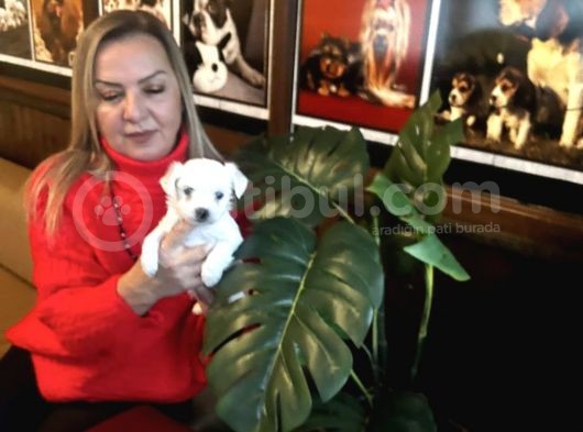 Pamuk Gibi Efsane Maltese Terrier Yavrularımız görsel