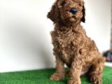dEV pOODLE STANDART KING BOY ORJİNAL SAFKAN GARANTİLİ