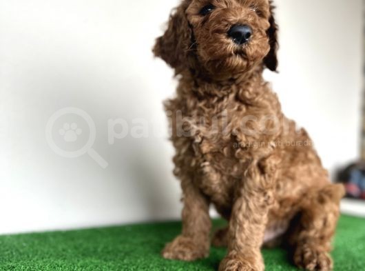 Dev Poodle Standart King Boy Orji̇nal Safkan Garanti̇li̇