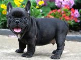 Di̇şi̇ Erkek Black French Bulldog Yavrular