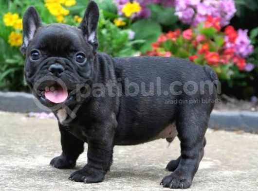 Di̇şi̇ Erkek Black French Bulldog Yavrular görsel