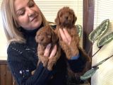 Irk Garantili Harika Toy Poodle Yavrularımız