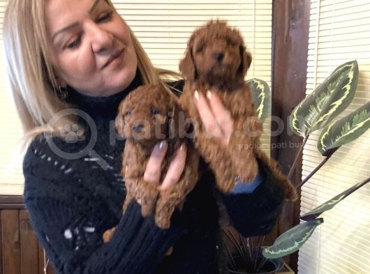 Irk Garantili Harika Toy Poodle Yavrularımız görsel