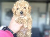 DİŞİ ERKEK YOY POODLE BEBEKLER ÇİFTLİĞİMİZDEN