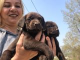 Efsane Labrador Retriever Yavrularımız