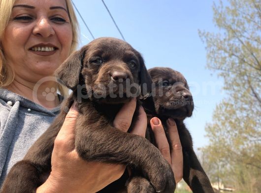 Efsane Labrador Retriever Yavrularımız görsel