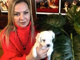 Pamuk gibi Efsane maltese terrier yavrularımız