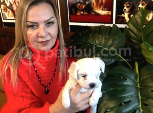 Pamuk Gibi Efsane Maltese Terrier Yavrularımız