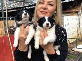 Zeki Oyuncu Efsana Border Collie Yavrularımız