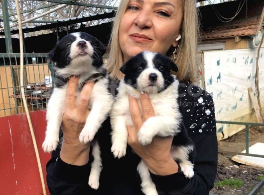 Zeki Oyuncu Efsana Border Collie Yavrularımız görsel