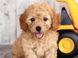 Irk Ve Sağlik Garanti̇li̇ Poodle Bebekler