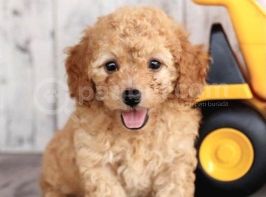 Irk Ve Sağlik Garanti̇li̇ Poodle Bebekler görsel