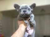 BLUE FRENCH BULLDOG EGZOTİK