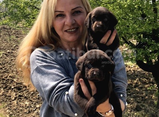 Efsane Labrador Retriever Yavrularımız