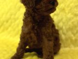 Tedy Surat Kore Poodle