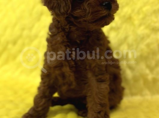 Tedy Surat Kore Poodle görsel