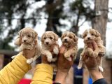 Maltipoo mu Dedinizz