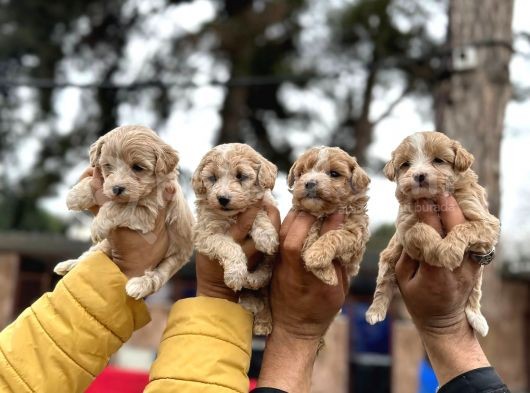 Maltipoo Mu Dedinizz