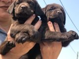 Efsane Labrador Retriever Yavrularımız