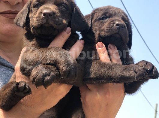 Efsane Labrador Retriever Yavrularımız görsel