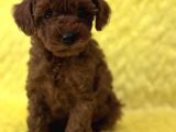 Tedy Surat Kore Poodle