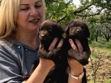 Efsane Labrador Retriever Yavrularımız