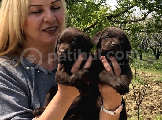 Efsane Labrador Retriever Yavrularımız görsel
