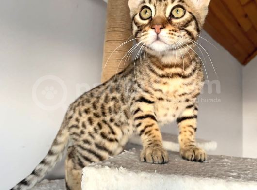 Savannah F6 Erkek 3 Aylık görsel