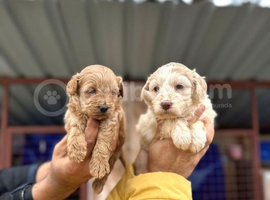 Maltipoo Mu Dedinizz görsel