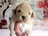 Muhteşem Maltipoo Anne altından rezerve bebekler