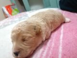 Muhteşem Maltipoo Anne Altından Rezerve Bebekler