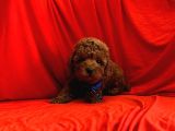 A Kalite Toy Poodle Yavrular