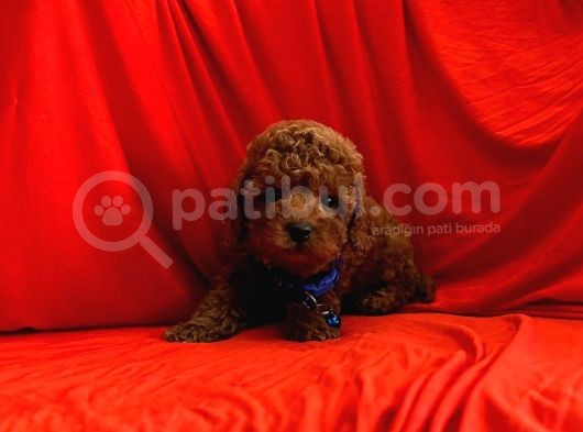 A Kalite Toy Poodle Yavrular görsel