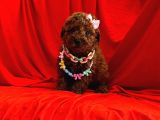 A kalite toy poodle yavrular