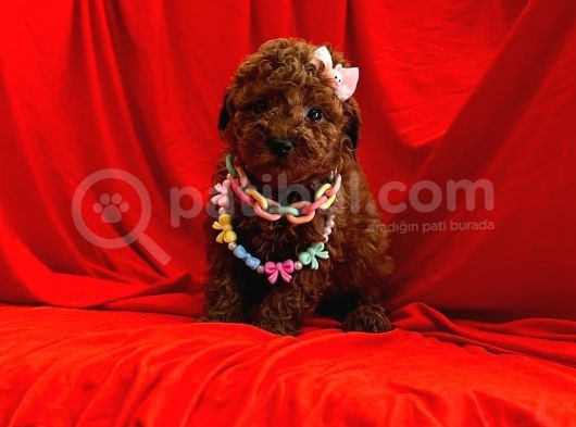 A Kalite Toy Poodle Yavrular