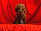 A Kalite Toy Poodle Yavrular