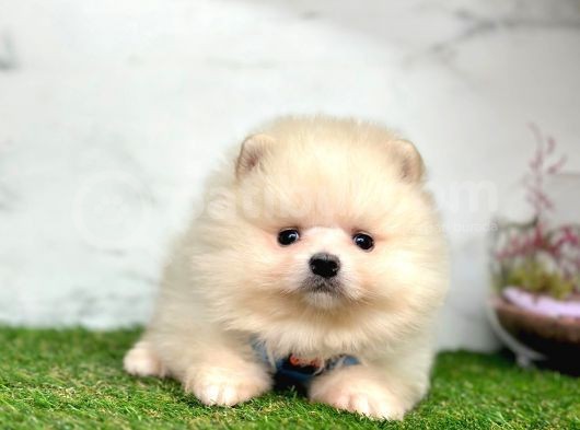 Oyunculuğuyla Pomeranian Boo Yavrularımız görsel
