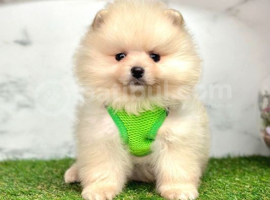 Oyunculuğuyla pomeranian Boo yavrularımız