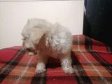Muhteşem Maltipoo Anne Altından Rezerve Bebekler