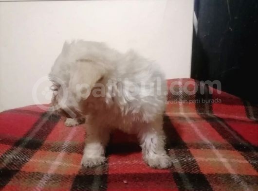 Muhteşem Maltipoo Anne Altından Rezerve Bebekler görsel