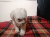 Muhteşem Maltipoo Anne altından rezerve bebekler