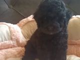 Üst kalite toy poodle siyah İnci yavrular