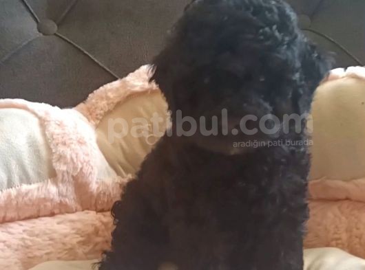 Üst Kalite Toy Poodle Siyah İnci Yavrular