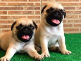 Muhteşem Güzellikte Basık Burun Gül Kuyruk Pug Yavrular