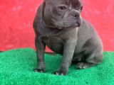Güzeller Güzeli Dişi French Bulldog Blue Yavrumuz